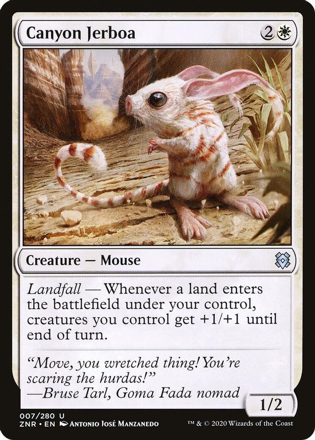 Canyon Jerboa | 7