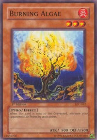 Thumbnail for Burning Algae | IOC-062