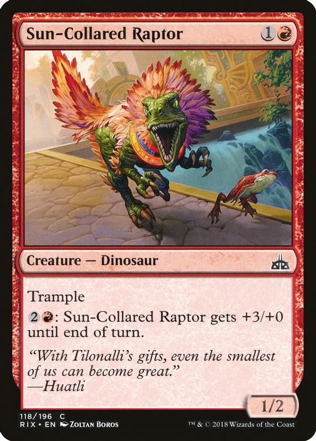 Sun-Collared Raptor | 118