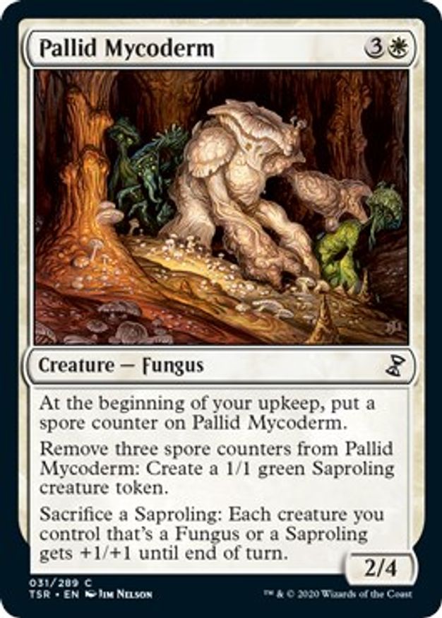 Pallid Mycoderm | 31